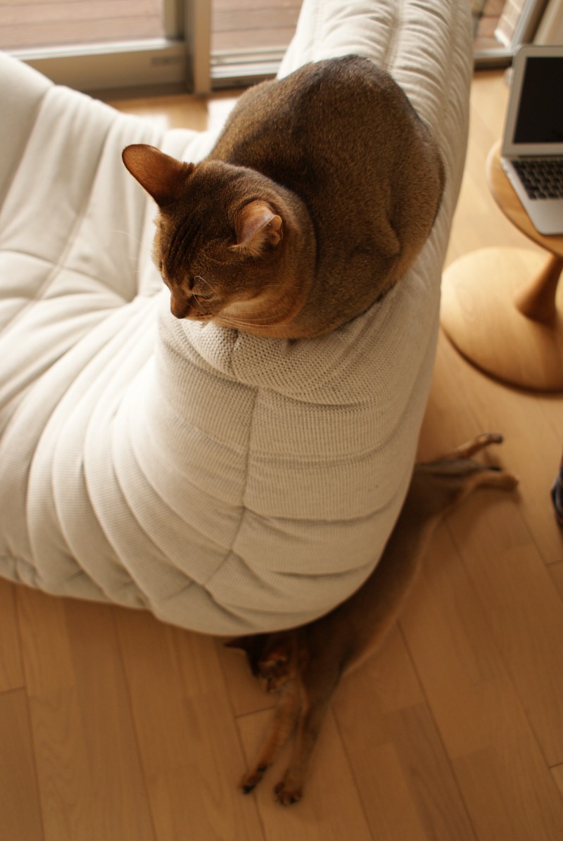 確実に人間より猫たちが利用しているソファー。（上：ベル　下：キニー）