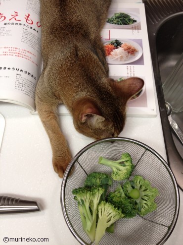 料理中は必ずキッチンに来る猫。（ベル）