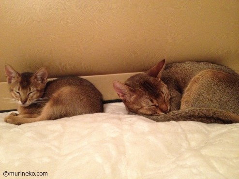 ベッドで並んで眠る。（左：キニー　右：ベル）